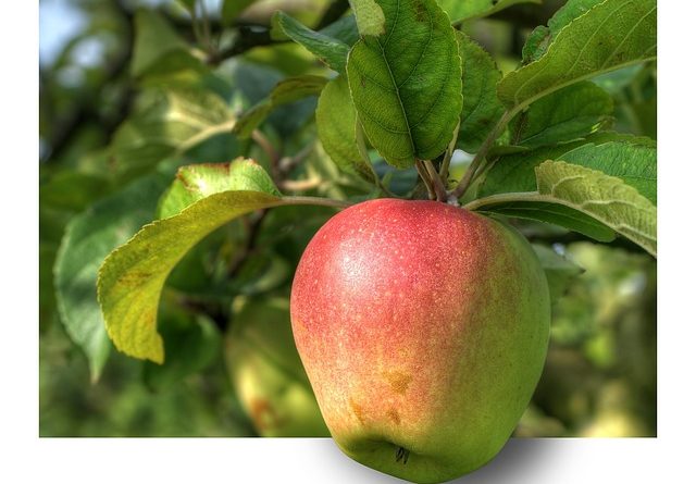 En omfattende guide til æbletræers beskæring
